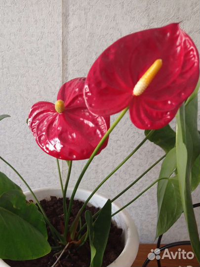 Комнатные цветы