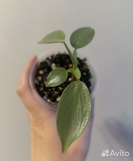 Филодендрон