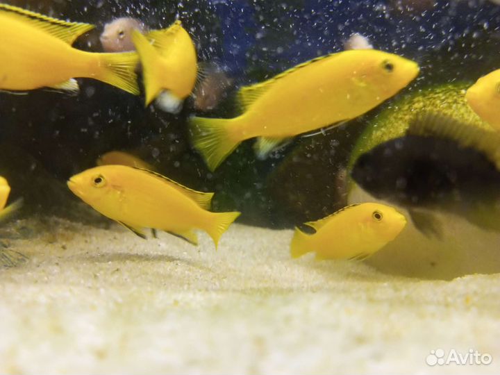 Аквариумные рыбки