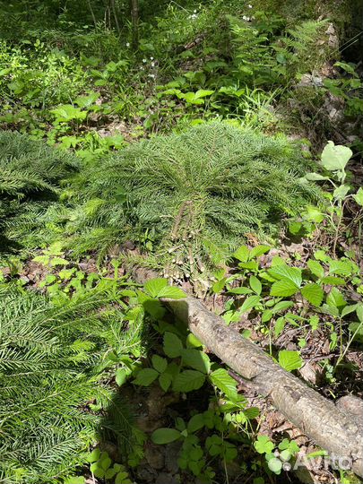 Пихта для бани