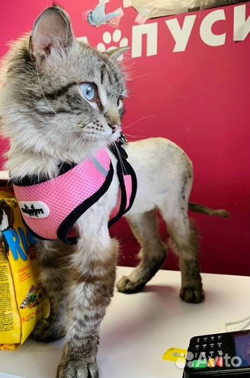 Кот в добрые руки