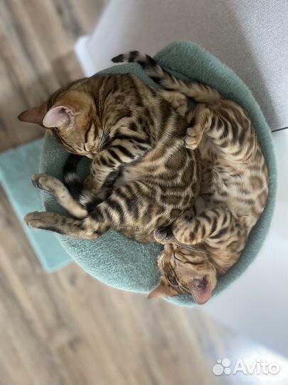 Бенгальская