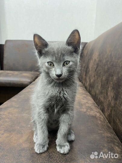 Котята в добрые руки бесплатно