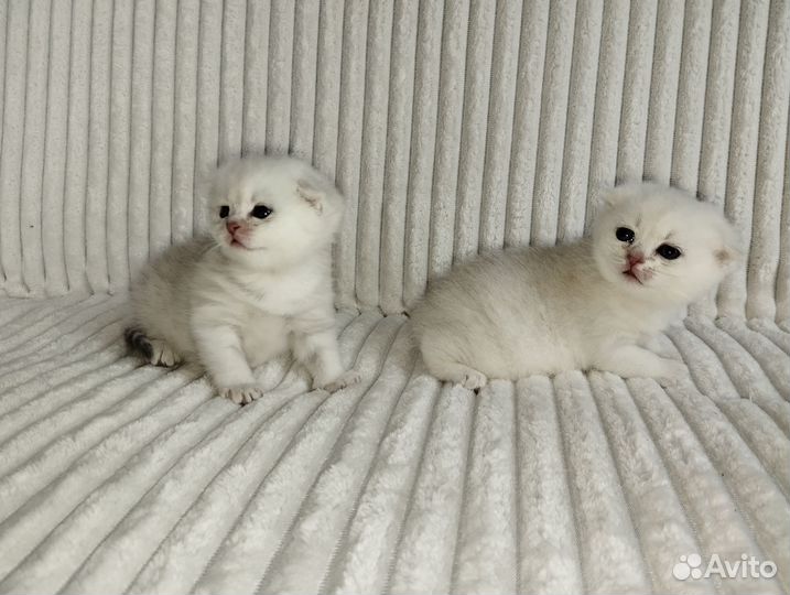 Шотландские котята.Девочки