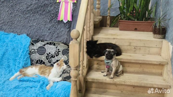 Передержка для кошек и собак