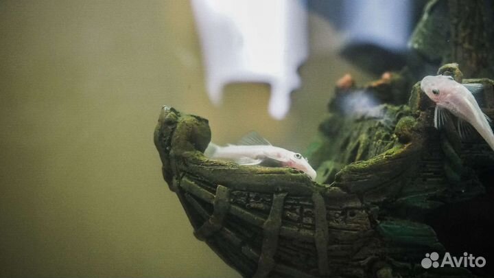 Мальки анциструса L-144 snow white (снежки)