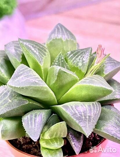 Суккуленты :Толстянка,Харвотия,Эхеверия,Адромискус