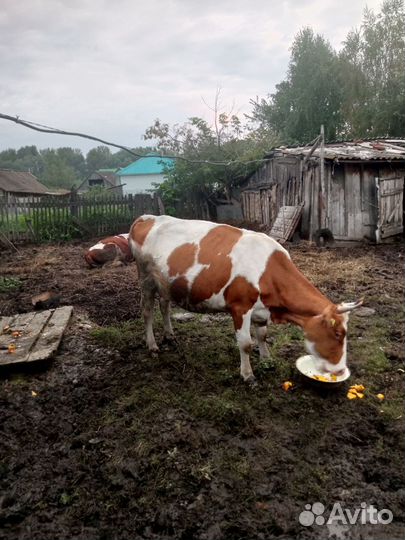 Корова