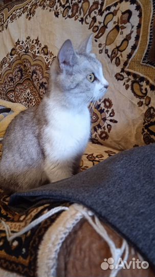 Красивая кошечка в добрые руки