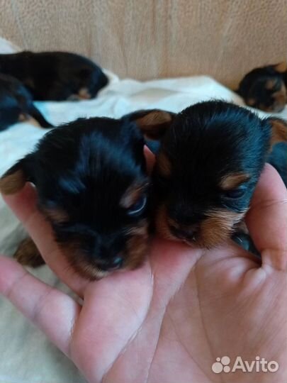 Йоркширский терьер мини щенки