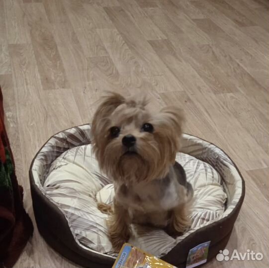 Йоркширский терьер щенки