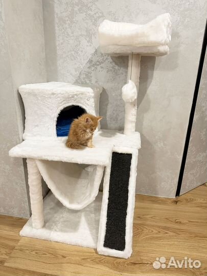 Котенок мейн-кун рыжий