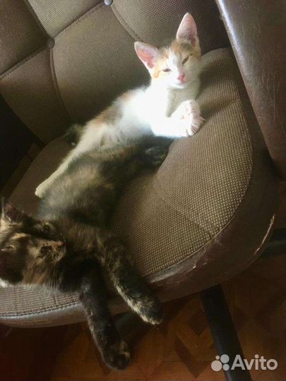 Котята-девчата. 2,5 месяца. Стерилизация в подарок