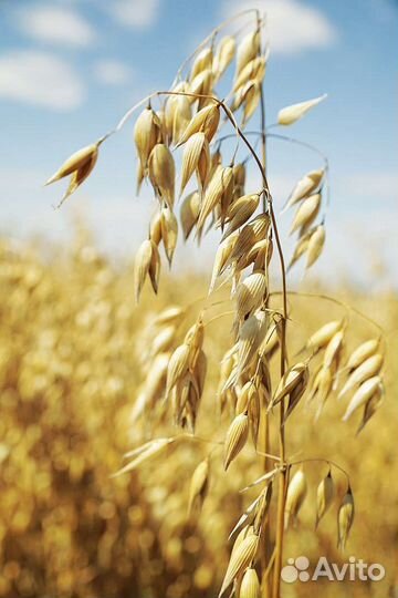 Овес, ячмень, пшеница,просо