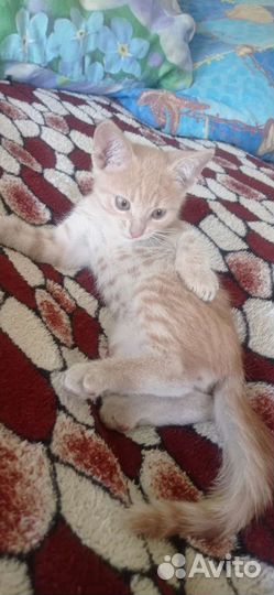 Отдам бесплатно