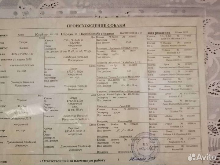 Собаки щенки