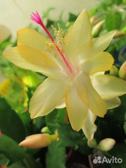 Шлюмбергера желтый белый и красный