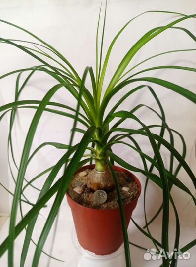 Нолина-бокарнея