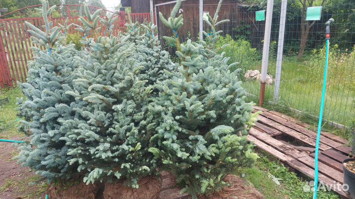 Ель Супер Блю