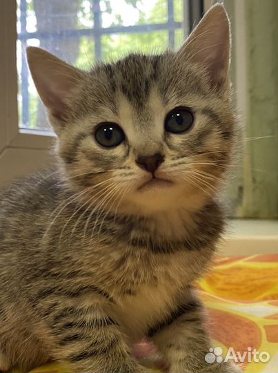 Котята в добрые руки бесплатно