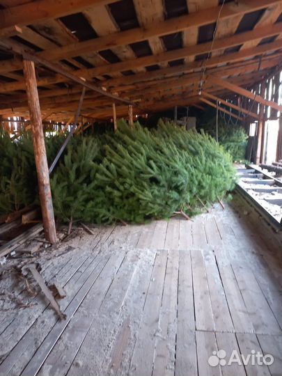 Сосна новогодняя оптом
