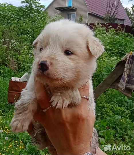 В добрые руки щенки