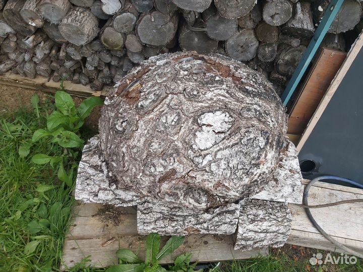 Кап березовый