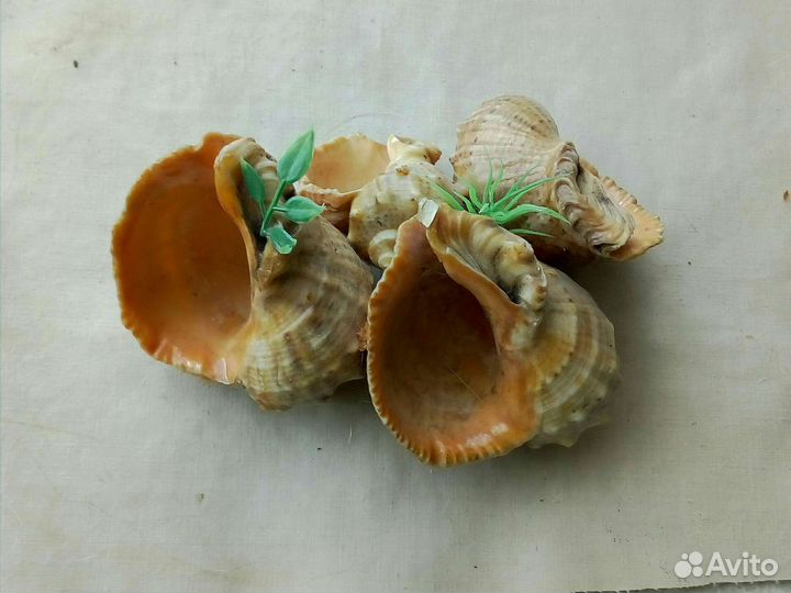 Коралл и ракушки