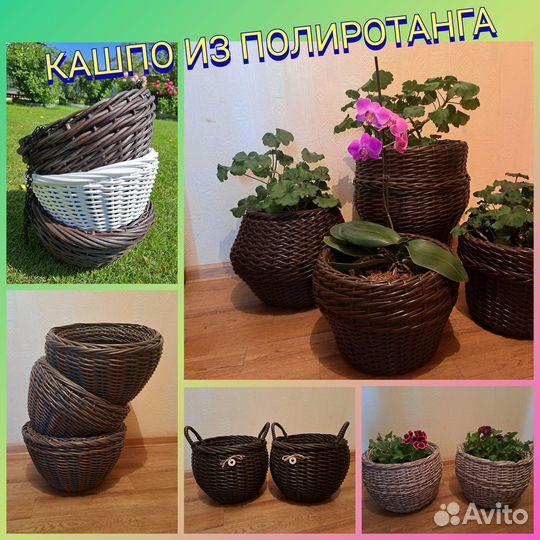 Климатис мелкоцветковый белый
