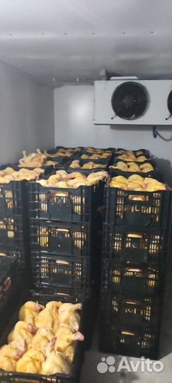 Домашние бройлеры тушки