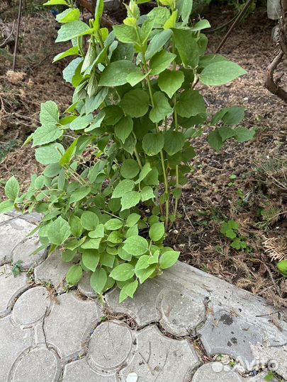 Жасмин (чубушник)