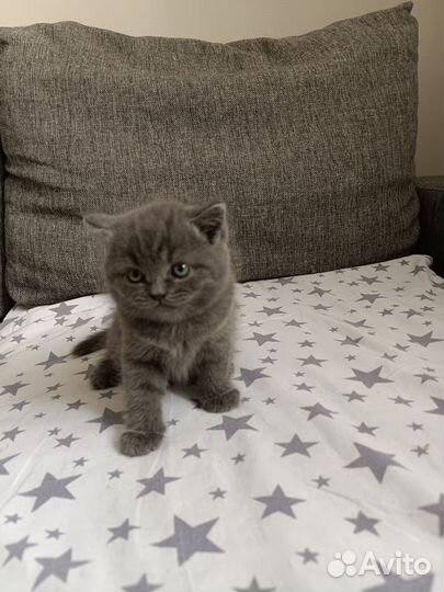 Британская