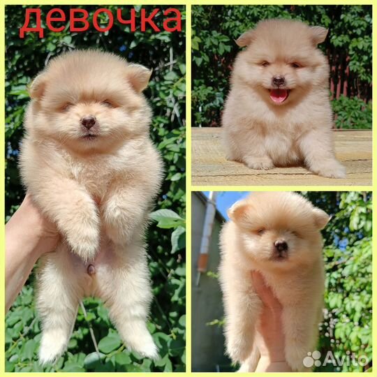 Шпица щенки