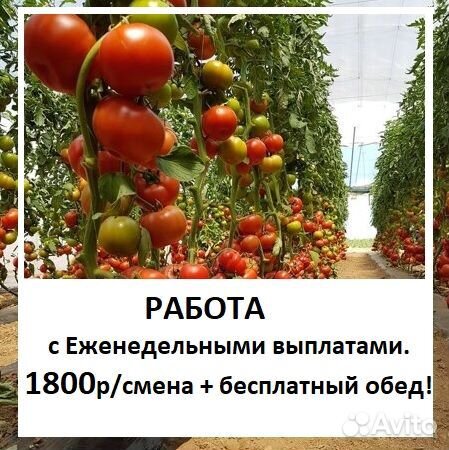 Фасовщик сборщик с питанием и Еженедельными выплат