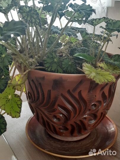 Комнатные цветы