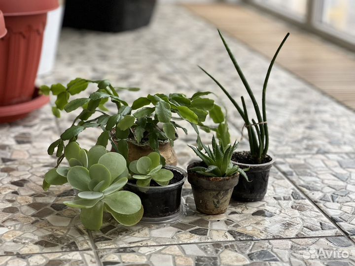 Суккуленты