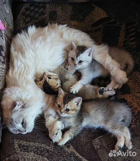 Британская золотая шиншилла