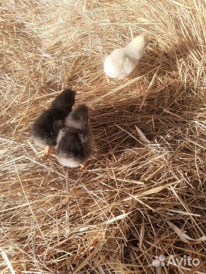 Куры цыплята доминанты