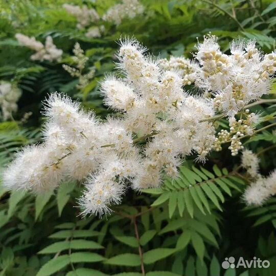 Рябинник рябинолистный