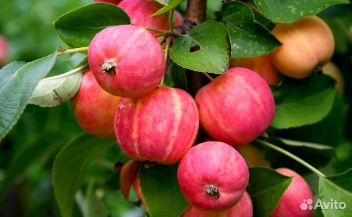 Саженцы яблони