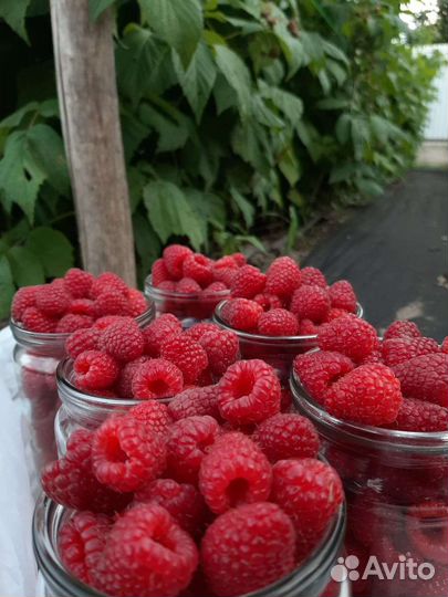 Малина и Кусты