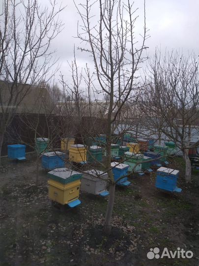 Пчелы карпатка