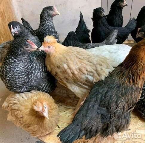 Продам кур несушек молодок