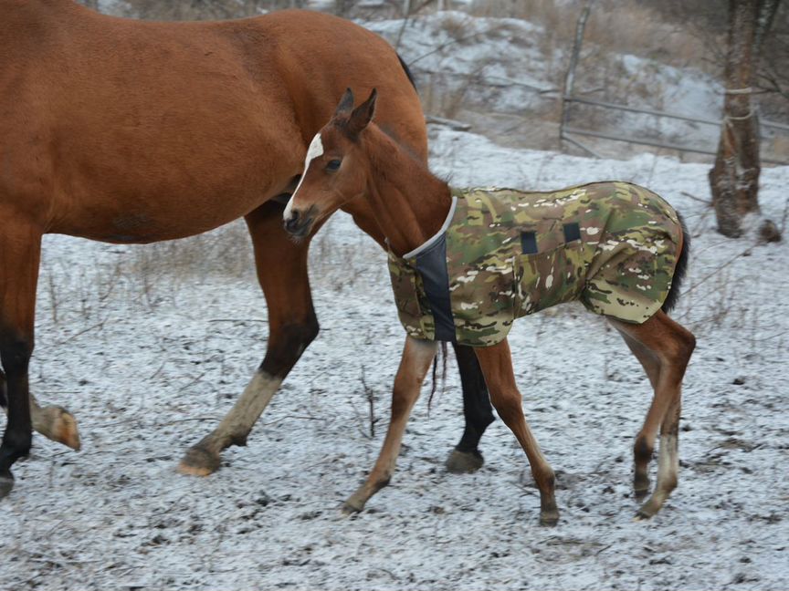 Попона на жеребенка