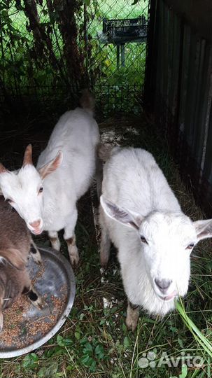 Козлята