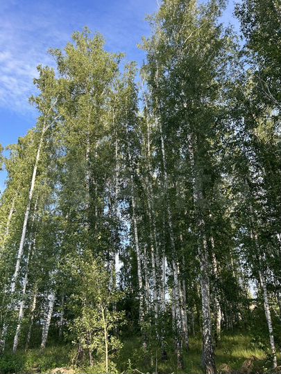 Участок 15 сот. (ИЖС)