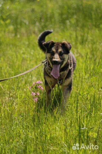 Собачка Марта ищет дом