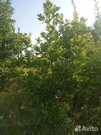 Дуб от1 года до 5 лет