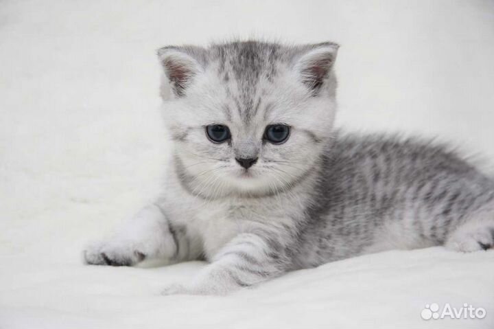 Серебристые котята,вискас, пятно на серебре