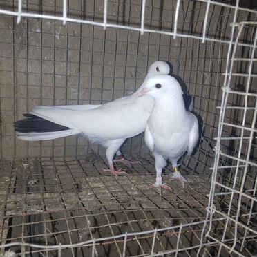 Продажа бакинских голубей